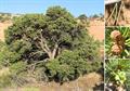 Pinus edulis